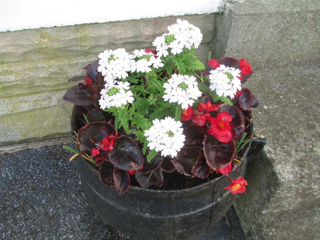 Castle View B&B Freshford Exterior foto